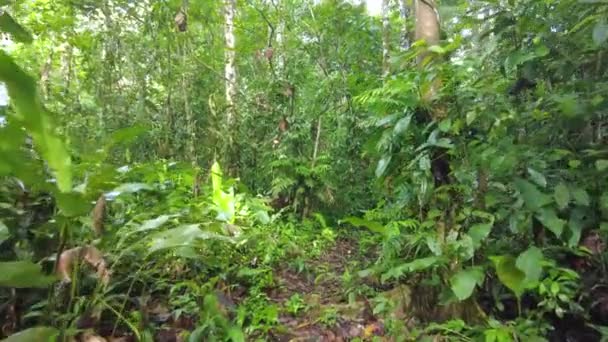 Джунгли Джунглей Диких Амазонок Глубоко Лес — стоковое видео