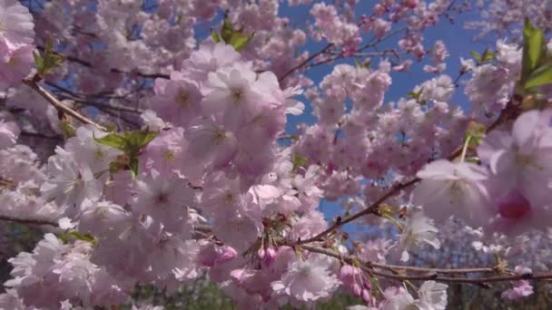 Różowe Kwiaty Wiśni Sakury Kołyszące Się Wietrze Podczas Gdy Pszczoła — Wideo stockowe