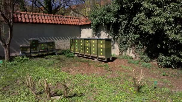Beehives Built Park Wall Swarming Bees Sunny Spring Day — Stock Video