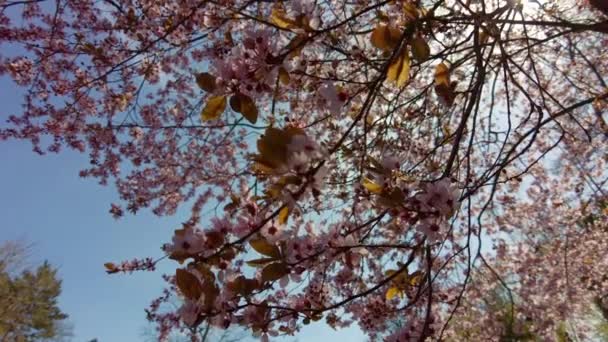 Kvetoucí Strom Růžovými Květy Jaře Slunečný Den Pozadí Parku Modré — Stock video