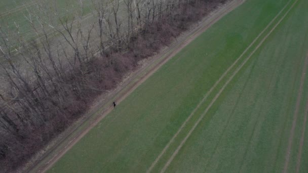 Drone Aéreo Acima Único Homem Andando Europa Campo Entre Fileira — Vídeo de Stock