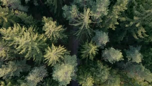 松树林和道路的空中俯瞰 深绿色森林景观墙纸艺术的顶部俯瞰 松树空中自然景观及柏油路横幅设计 冒险旅行背景 — 图库视频影像