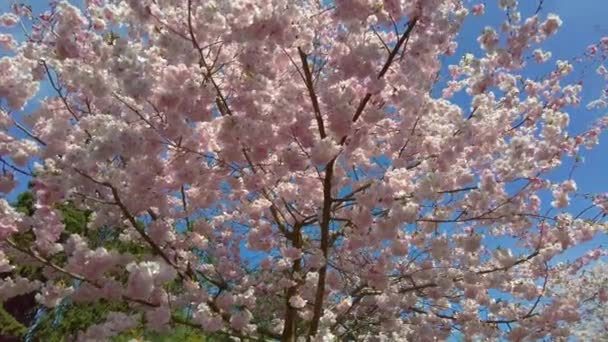俯瞰美丽的樱桃树 花园里开着粉红的花朵 樱花花树从下到上 — 图库视频影像
