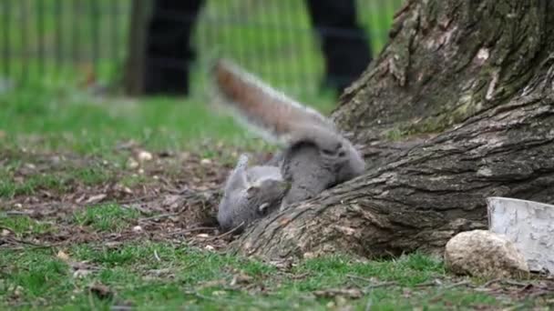 Two Squirrels Fight Play New York Central Park — Stock Video