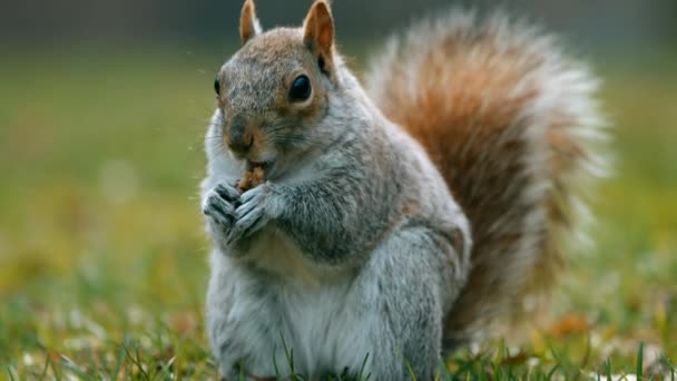 Primer Plano Ardilla Central Park Comiendo Algo — Vídeos de Stock