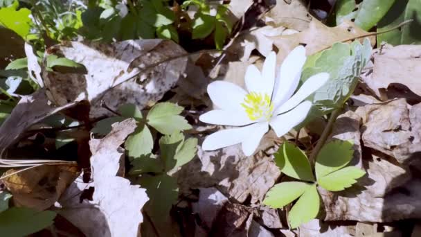 Bloodroot Wildflower Primavera Perto Boone — Vídeo de Stock