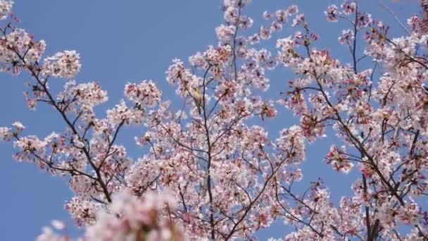 Sakura Árboles Con Ojo Blanco Japonés Zosterops Japonicus Ramas — Vídeos de Stock