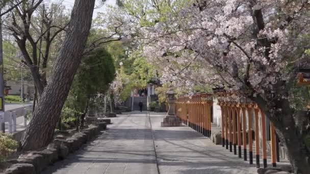 大阪水田的嘉山神社春天盛开的樱花 — 图库视频影像