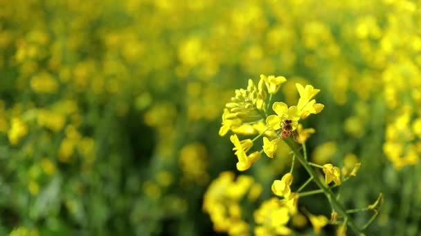 Guêpe Abeilles Ramassant Nectar Pollen Assise Sur Une Fleur Jaune — Video