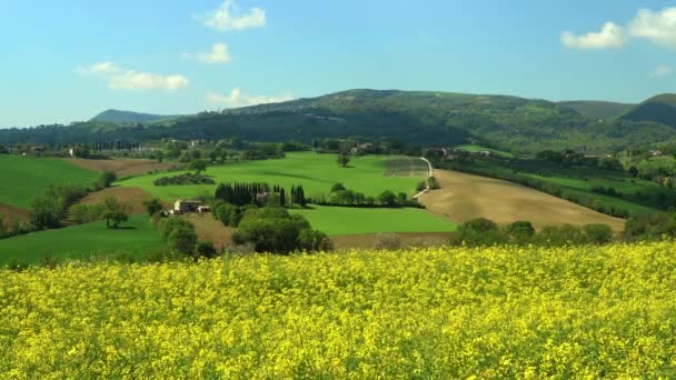 Aerial Natural Scenic Countryside Hill Italian Landscape Yellow Rapeseed Field — Stock Video