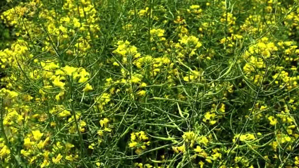 Arbusto Amarelo Colza Brassicaceae Planta Dia Ensolarado Ventoso — Vídeo de Stock