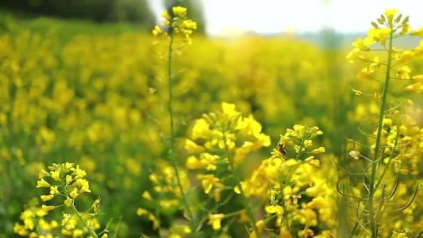 蜜蜂在自然景观中采蜜采蜜采花粉 — 图库视频影像