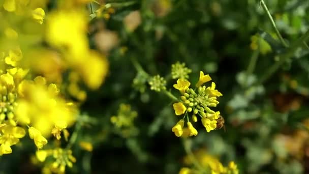 Close Bier Indsamle Nektar Pollen Til Honningproduktion Gul Blomstrende Blomst – Stock-video
