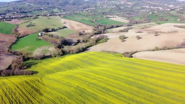天然有機菜種農園の空中風景 イタリアの丘の田舎 — ストック動画