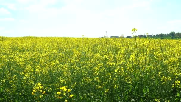Colza Que Florece Campo Amarillo Con Cielo Claro Soleado Tiro — Vídeo de stock