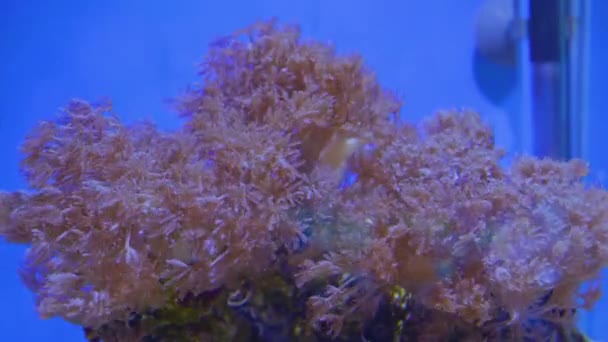 Piękny Duży Fioletowy Anemon Morski Skale Falujący Powrotem Wodzie Akwarium — Wideo stockowe