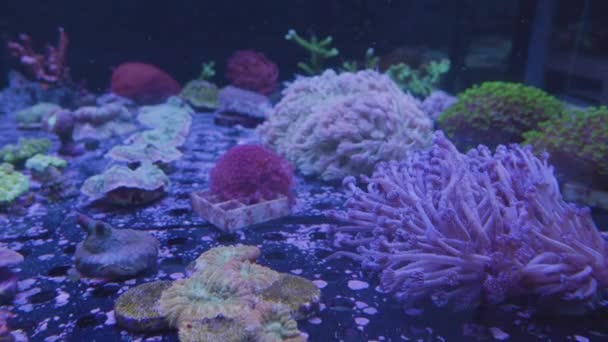 Drehschuss Zeigt Seeanemonen Und Korallen Aquarium — Stockvideo