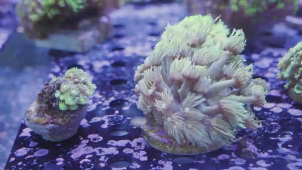 Mooie Zeeanemoon Een Sokkel Koop Een Aquarium — Stockvideo