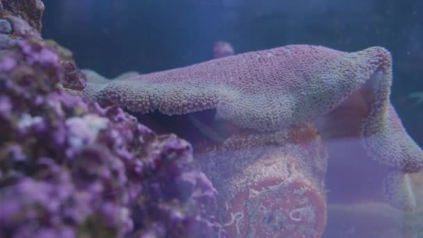 Une Belle Grande Anémone Mer Blanche Violette Plate Sous Laquelle — Video