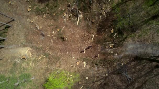 Група Авантюристів Рюкзаками Прогулюється Через Впав Ліс Очищення Деревини Навколо — стокове відео