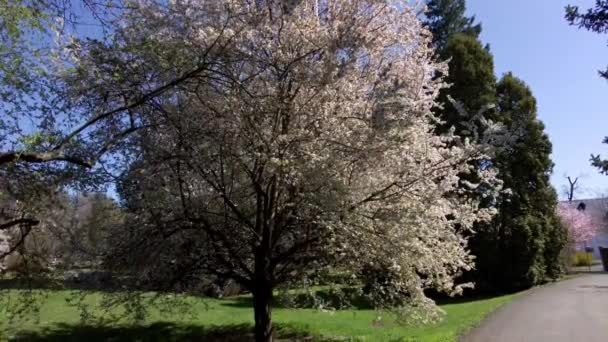 捷克共和国奥洛穆茨和平植物园中美丽的白色木兰花树的第一人称景观 在阳光灿烂的春天 — 图库视频影像