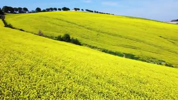 Вид Воздуха Цветущее Рапсовое Поле Солнечный День Богатый Урожай Цветущего — стоковое видео