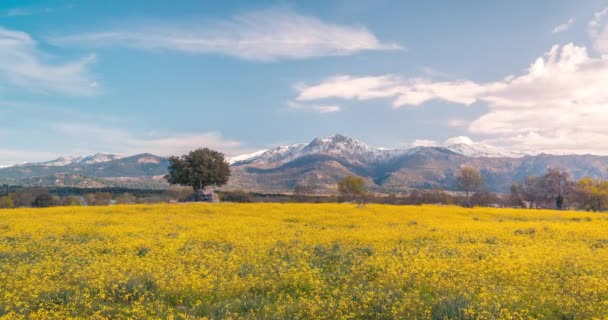 Гора Малісіоса Мадридському Національному Парку Сьєрра Красивими Зеленими Жовтими Весняними — стокове відео