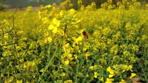 Крупним Планом Ріпакова Квітка Бджола Збирає Нектар Круговий Постріл — стокове відео