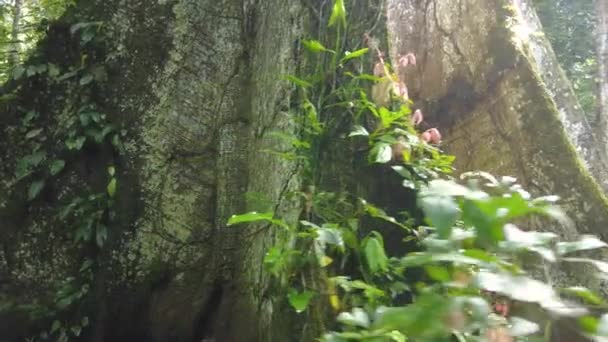 Velký Strom Tropickém Dešti Amazonský Kmen Stromu — Stock video