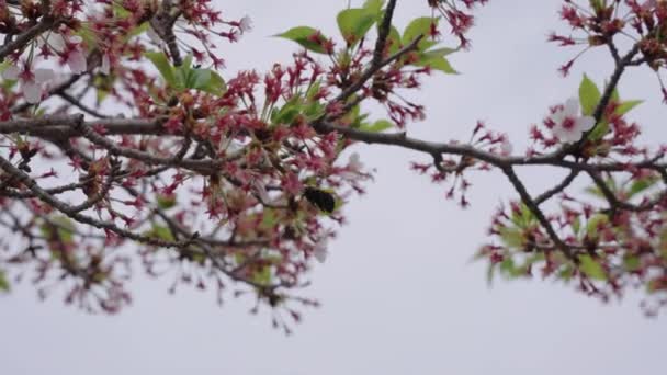 日本春末 大黄蜂从樱花树上采食花粉 — 图库视频影像