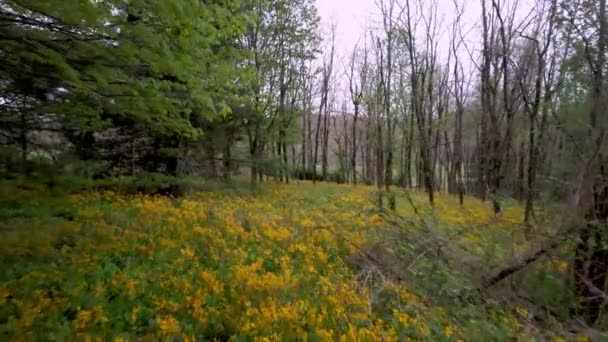 Luftdruck Über Colts Fuß Wildblume Den Bergen Der Appalachen — Stockvideo