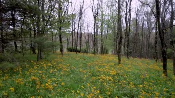 空中スロープッシュオーバーコルツ足の野生の花の近くブーンと吹いてロックNc ノースカロライナ州 — ストック動画