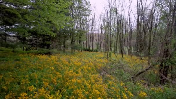 Poulains Aériens Pied Fleur Sauvage Dans Forêt Montagne Près Boone — Video