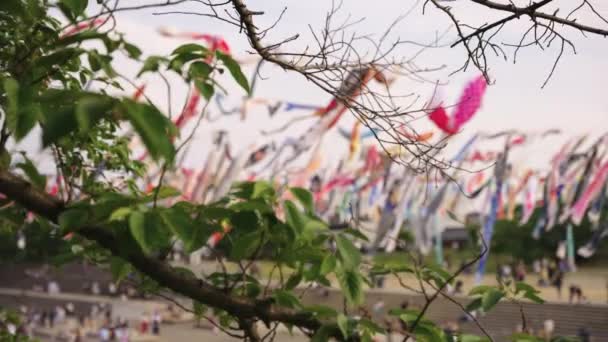 Japans Barnens Dag Festival Maj Fokus Avslöjar Skott Koi Streamers — Stockvideo