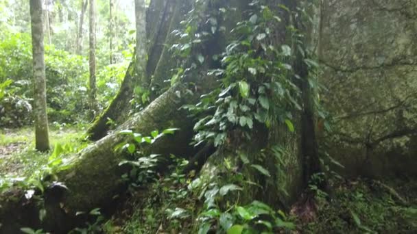 Grande Albero Nella Foresta Pluviale Tropicale Sollevare Tronco Albero Amazzone — Video Stock