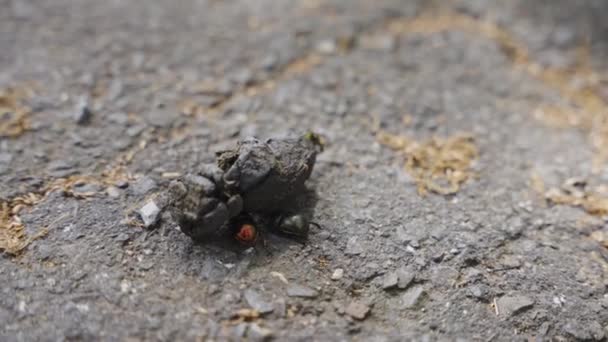 Coccinelle Japonais Popillia Japonica Boule Roulante Fumier Animal — Video