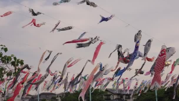 Festa Tradizionale Della Festa Dei Bambini Giappone Raised Aquiloni Carpa — Video Stock