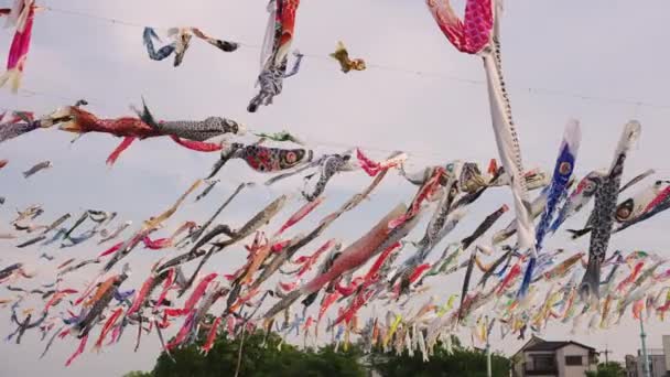 Празднование Дня Защиты Детей Японии Ветровые Носки Форме Карпа Кои — стоковое видео