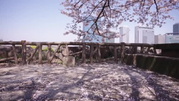 Osaka Ciudad Fondo Como Sakura Cerezo Florece Primavera Japón — Vídeos de Stock