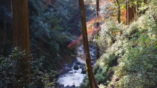 Autumn Valley Parque Nacional Minoo Osaka Japón Disparo Matutino — Vídeo de stock