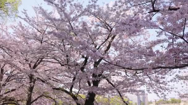 Розовые Деревья Сакуры Полном Расцвете Замковом Парке Осака Весна Японии — стоковое видео
