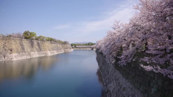 Vista Panorâmica Rio Osaka Castle Moat Sob Flores Cerejeira Plena — Vídeo de Stock