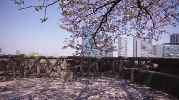Piękne Przesuwne Ujęcie Japońskiej Sakury Taras Upadłymi Kwiatami — Wideo stockowe