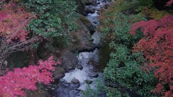 Otoño Cañón Del Río Parque Nacional Minoo Osaka Japón — Vídeo de stock