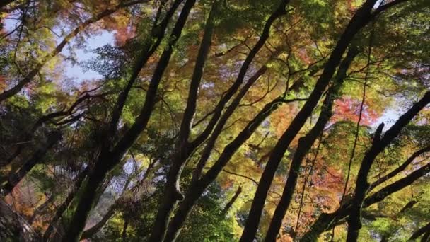 Красочные Листья Деревьях Парке Мино Осаке Япония Аннотация — стоковое видео
