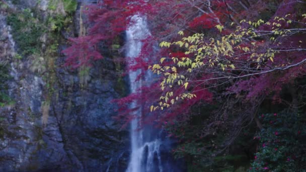 Żółte Czerwone Liści Japońskiej Jesieni Minoo Falls Tle — Wideo stockowe