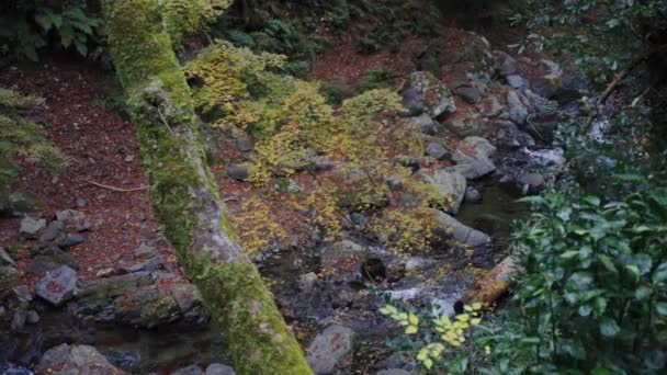Hojas Otoño Cayendo Cañón Del Río Japón — Vídeo de stock