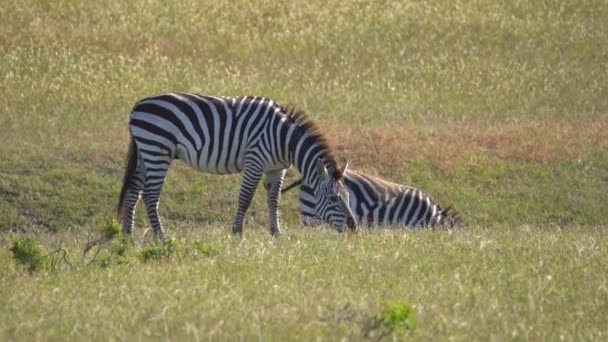 Zebras Βόσκηση Ιδιωτική Κατά Μήκος Της Ακτής Του Ειρηνικού Highway — Αρχείο Βίντεο