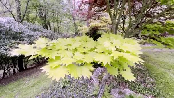Acer Shirasuwanum Japon Akçaağaç Tavası — Stok video