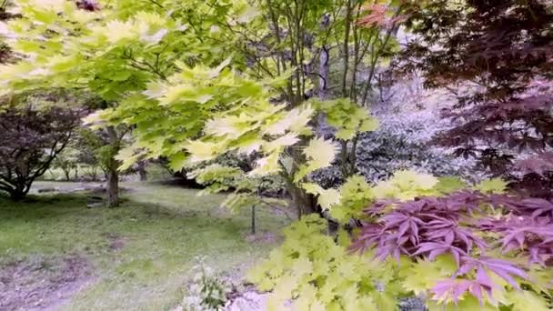 Acer Shirasuwanum Aureum Arce Japonés — Vídeo de stock
